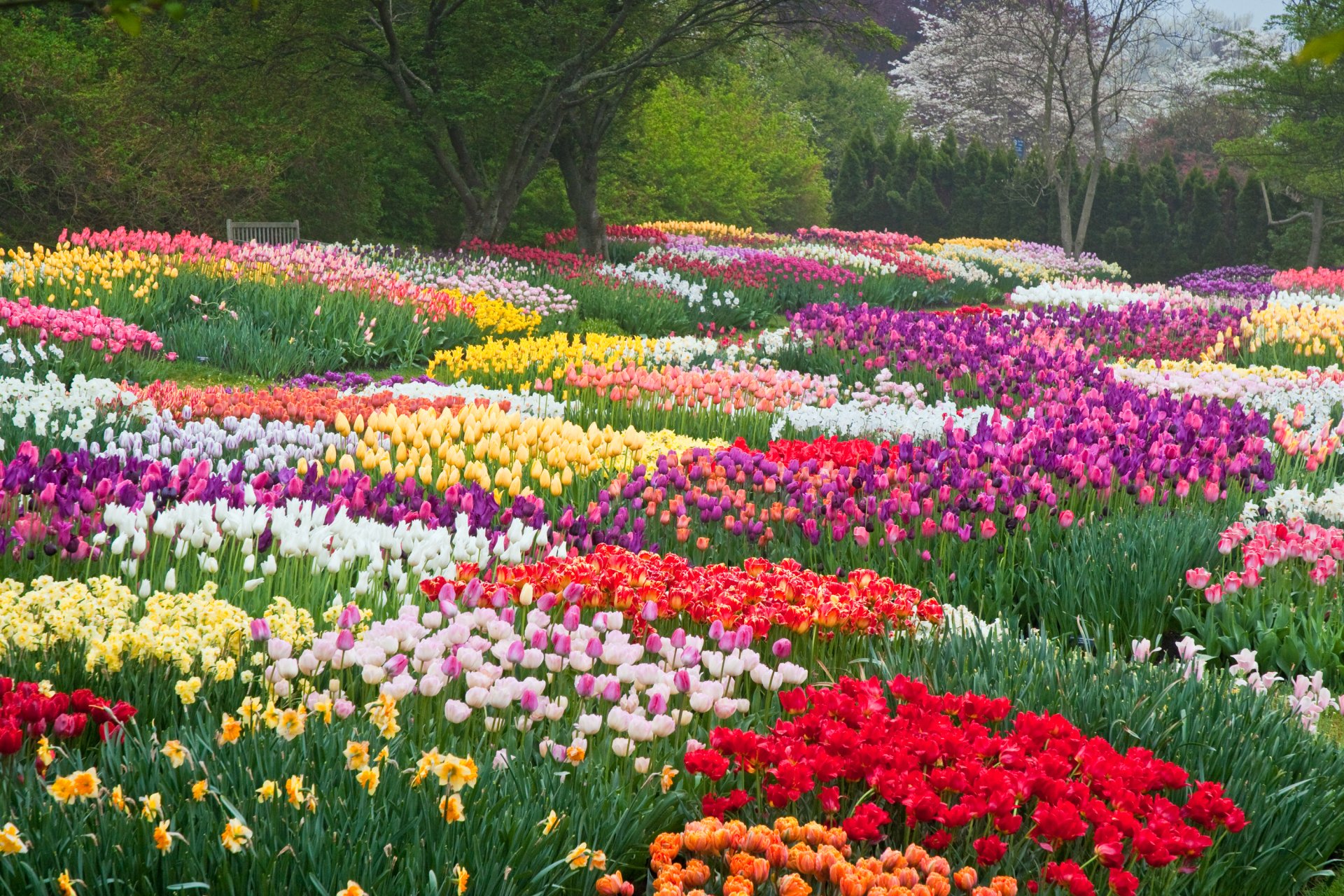 tulips-in-the-park-hd-duvar-ka-d-arka-plan-3000x2000-id-831718