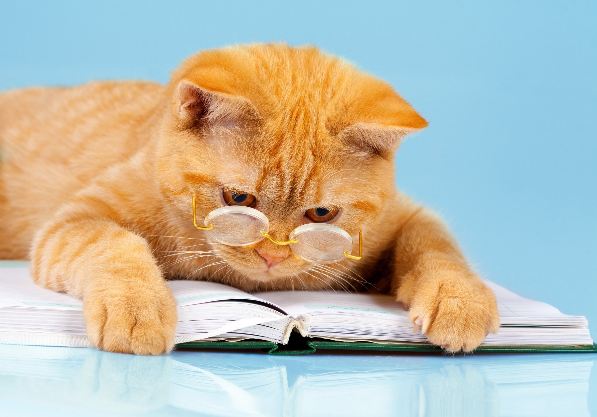 A ginger cat wearing glasses intently reads a book against a blue background, captured in sharp 4K Ultra HD quality as a humorous desktop wallpaper.