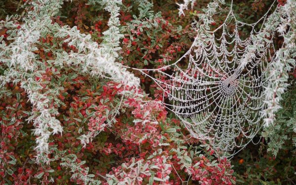 Photography Spider Web Nature Frost HD Wallpaper | Background Image