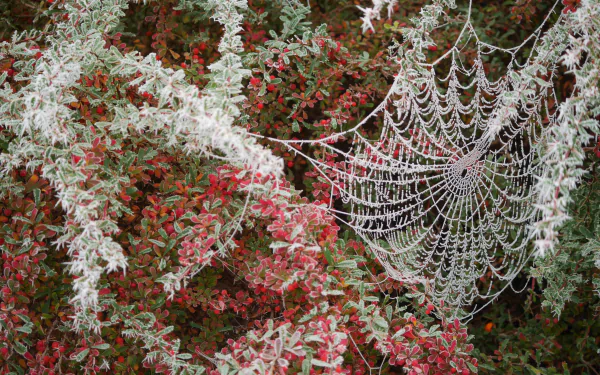 frost nature photography spider web HD Desktop Wallpaper | Background Image