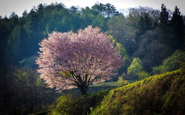 Earth Sakura Tree Blossom Japan Mountain Pink Flower HD Wallpaper | Background Image