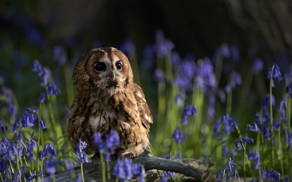 Animal Owl Birds Owls Bird Flower Purple Flower HD Wallpaper | Background Image