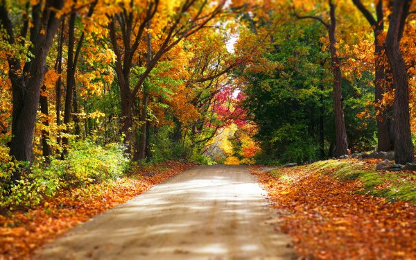 Man Made Road Dirt Road Fall Forest HD Wallpaper | Background Image