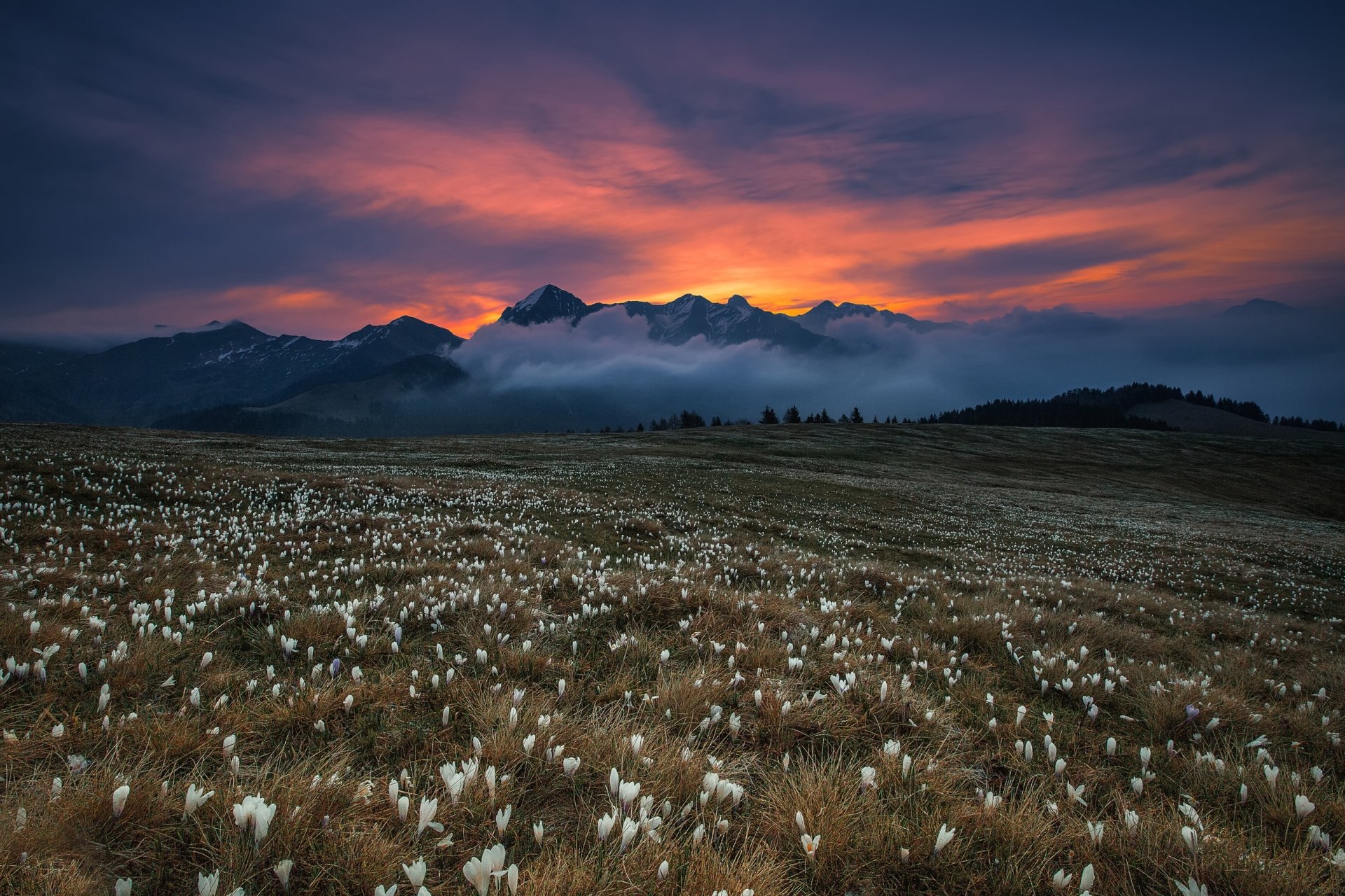 Sunset Over Mountain Crocus Field – Serene Nature HD Wallpaper ...