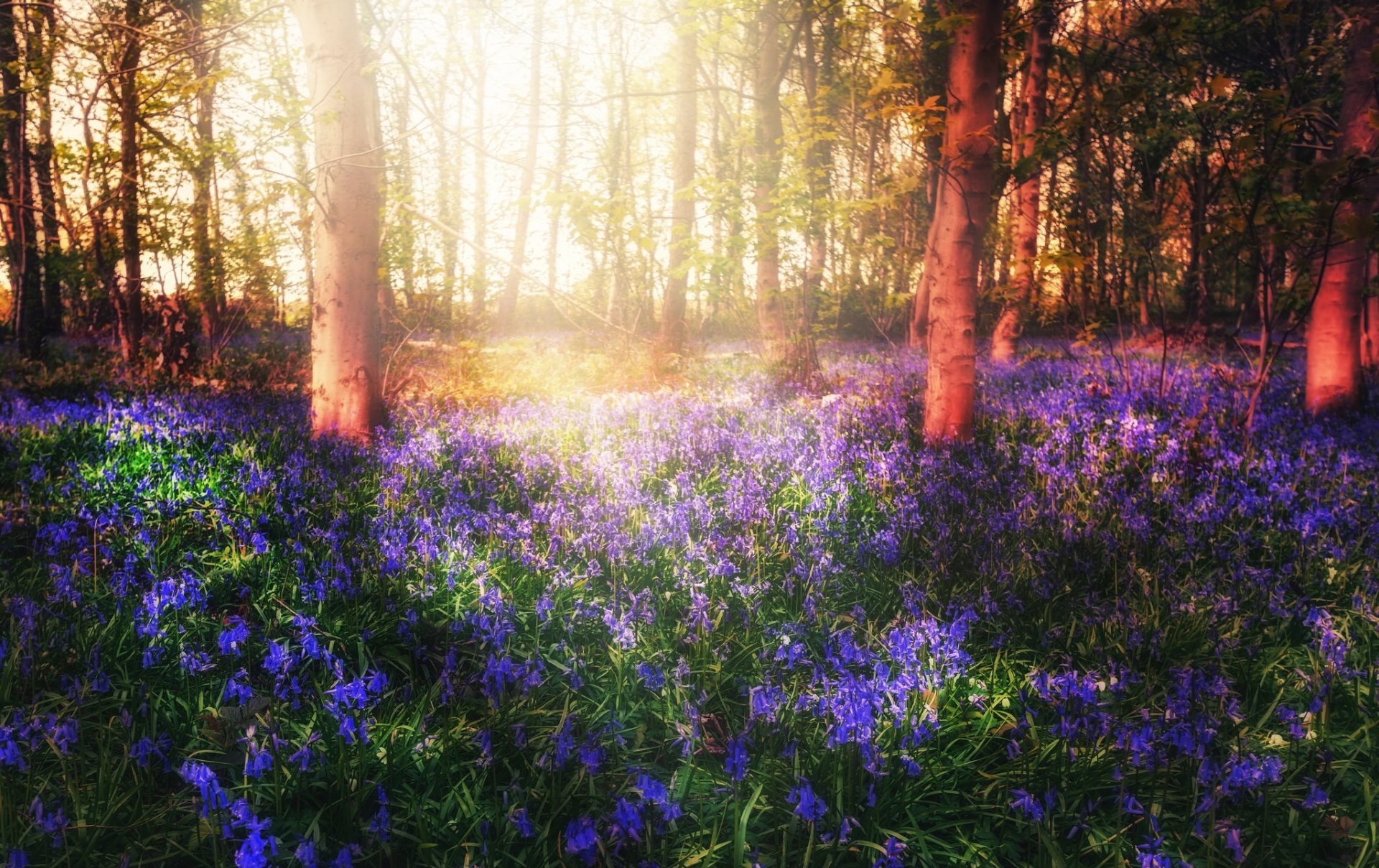 Download Blue Flower Bluebell Sunbeam Nature Flower HD Wallpaper by Kerrie Greenfield