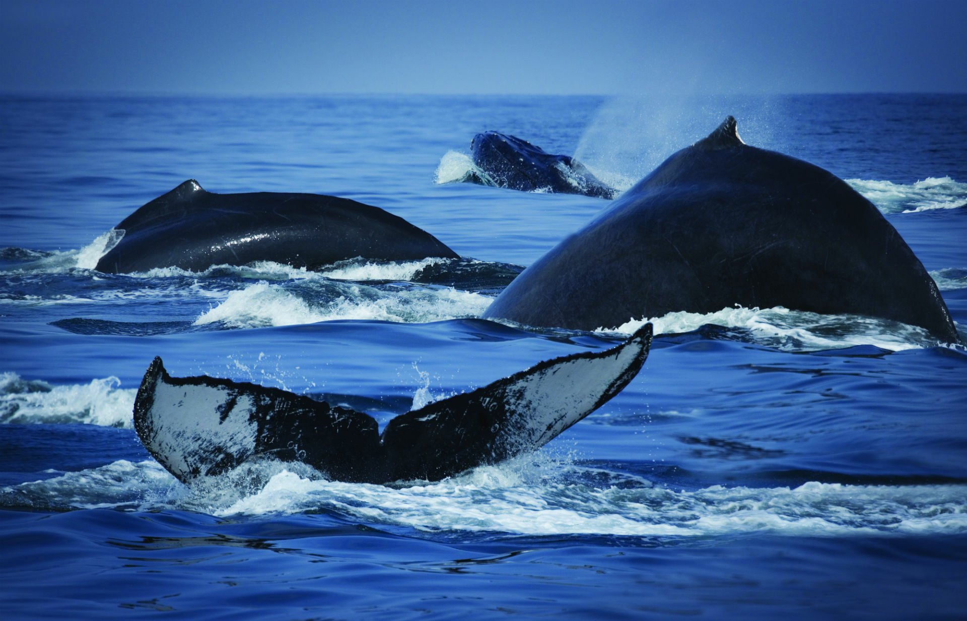 HD desktop wallpaper showing the tails and backs of whales and orcas swimming in the ocean sea.