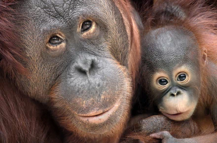 HD PC desktop wallpaper background: close-up of an orangutan mother and baby primate — a monkey baby animal nestled against her, warm brown fur and expressive eyes.