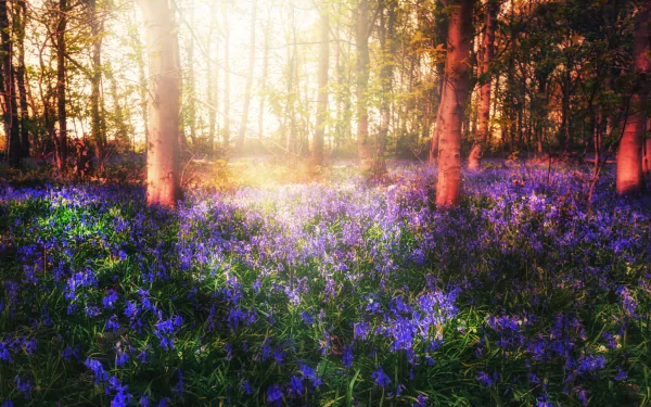 blue flower bluebell sunbeam nature flower HD Desktop Wallpaper | Background Image