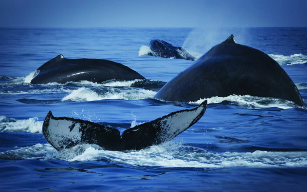 HD desktop wallpaper showing the tails and backs of whales and orcas swimming in the ocean sea.