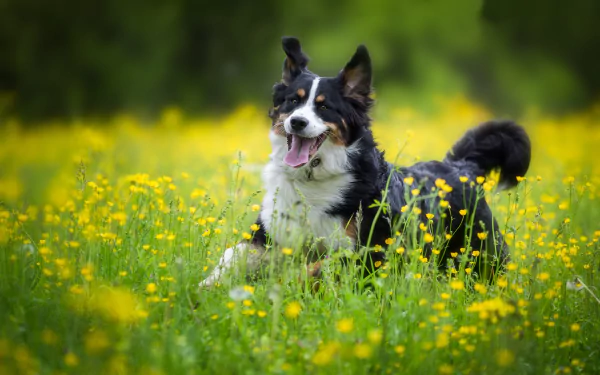 Bernese mountain dog (Sennenhund) running through a yellow flower meadow, vibrant HD PC desktop wallpaper background