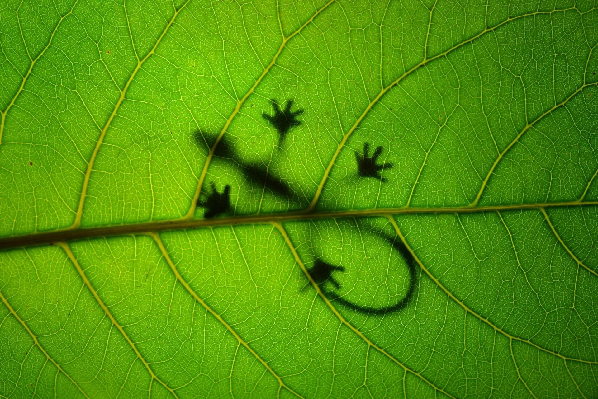 Download Leaf Silhouette Reptile Green Animal Lizard HD Wallpaper