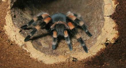  Hairy Tarantula