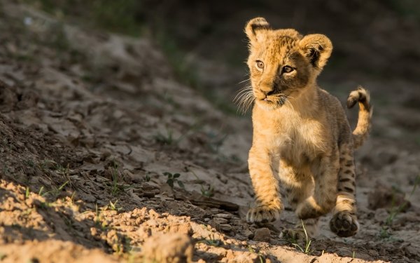 Animal Lion Cats Baby Animal Cub HD Wallpaper | Background Image