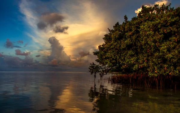 HD desktop wallpaper showing a serene coastline bay with dense bushes, calm ocean waters, a dramatic cloud-filled sky, and a distant horizon at sunset.