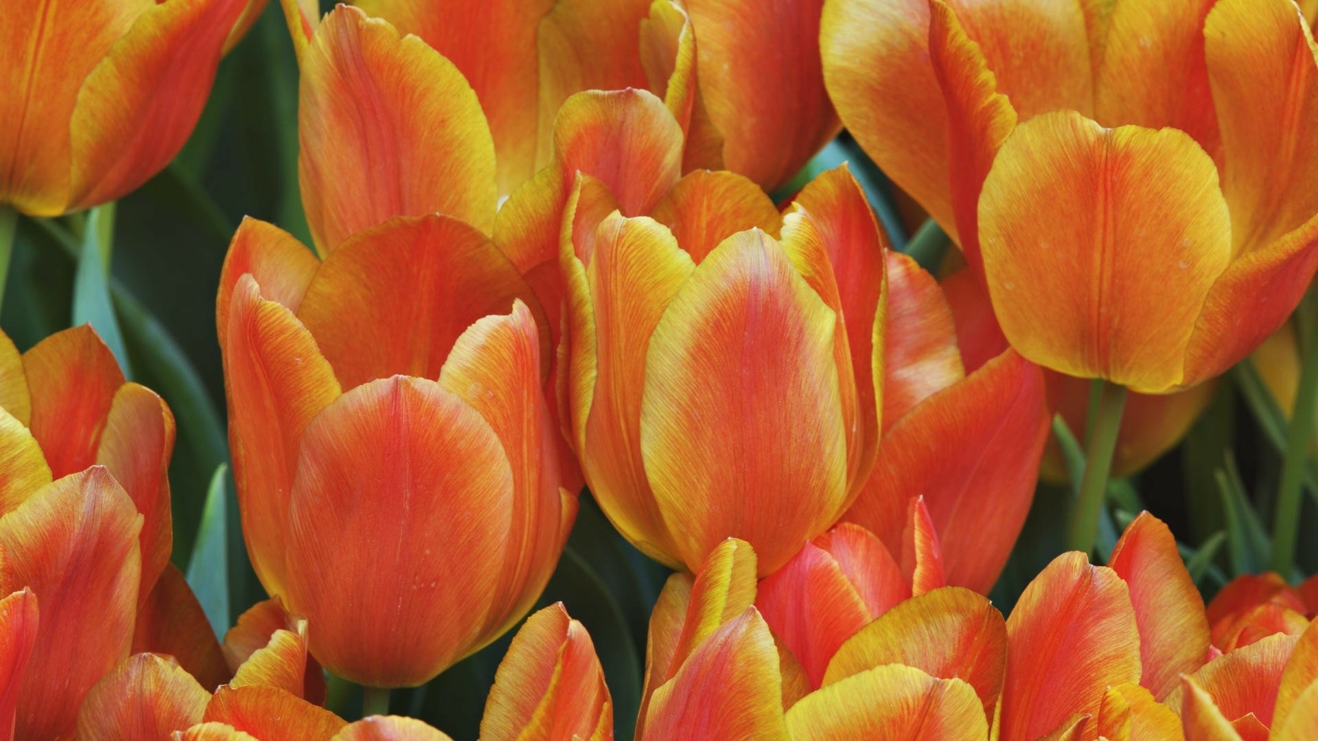 Orange Tulips