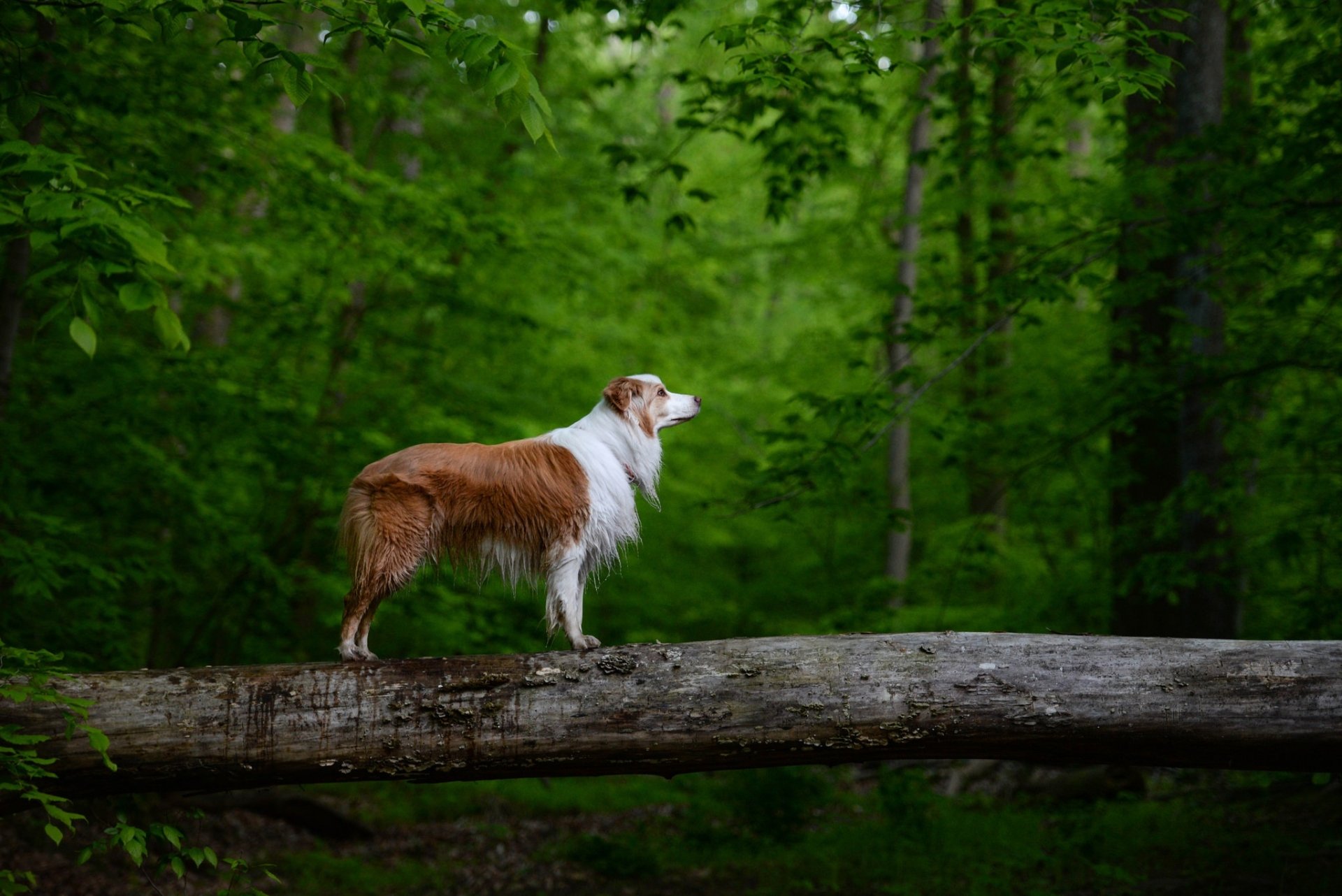 An Australian Shepherd dog stands alert on a fallen log surrounded by lush green forest, captured in an HD desktop wallpaper background.