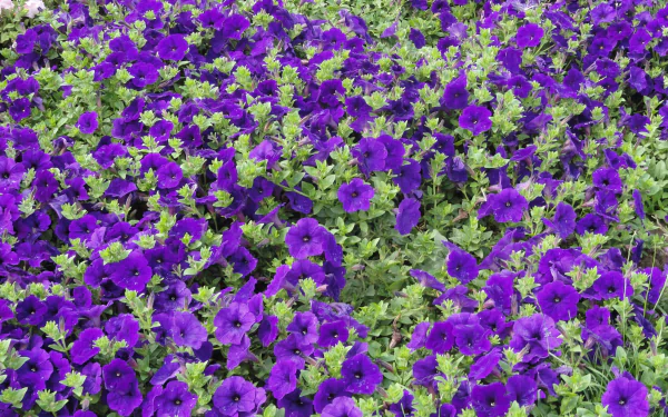 purple flower flower nature petunia HD Desktop Wallpaper | Background Image
