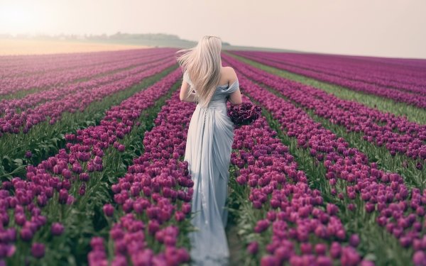 Women Rear White Dress Blonde Tulip Flower Purple Flower Field Summer HD Wallpaper | Background Image