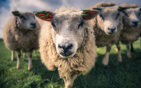 Animal sheep HD Desktop Wallpaper | Background Image