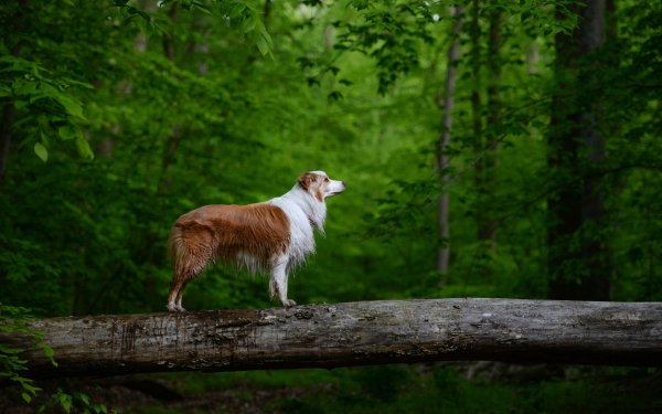 Animal Australian Shepherd Dogs Dog Pet Log Forest HD Wallpaper | Background Image