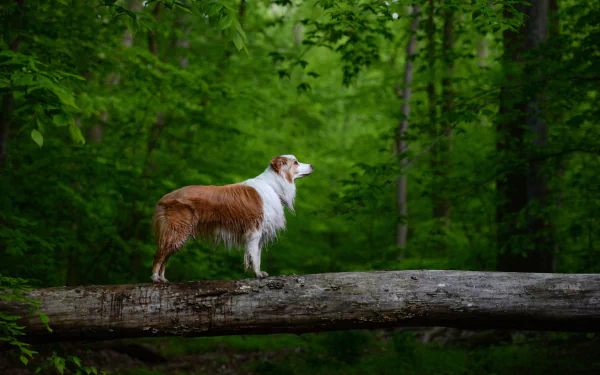 An Australian Shepherd dog stands alert on a fallen log surrounded by lush green forest, captured in an HD desktop wallpaper background.