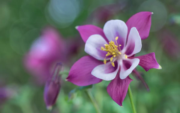 macro bokeh purple flower flower nature columbine HD Desktop Wallpaper | Background Image