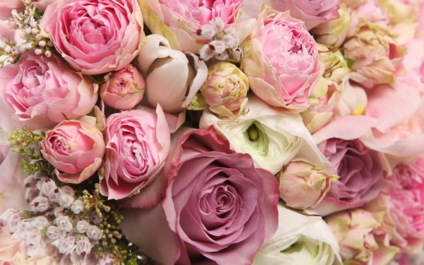 Earth Flower Flowers Rose Peony Ranuncula Pink Flower HD Wallpaper | Background Image