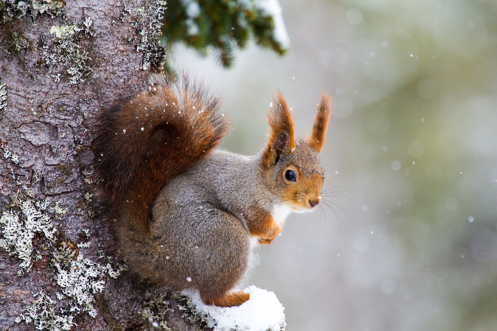 Download Snowfall Winter Snow Rodent Animal Squirrel 4k Ultra HD Wallpaper