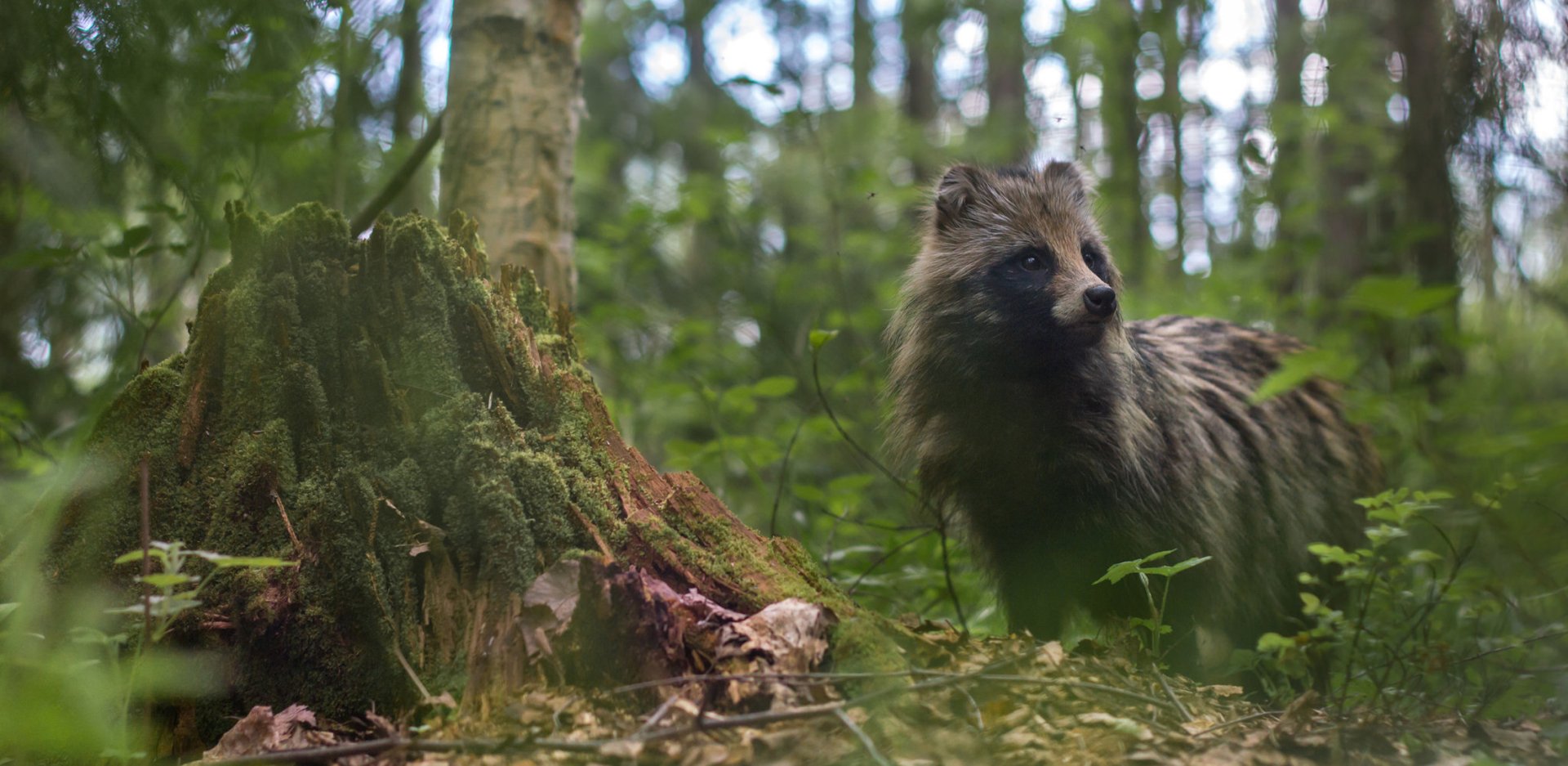 HD PC desktop wallpaper/background: raccoon dog (animal) pauses by a mossy tree stump in a lush green forest, soft dappled light.