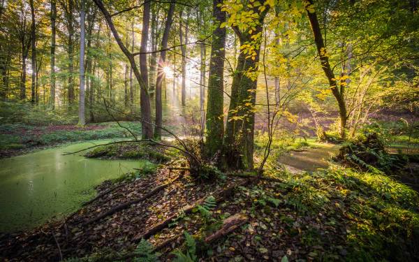 Sunbeams pierce through lush greenery in a serene forest, illuminating trees and a tranquil, moss-covered stream. This HD nature wallpaper captures the peaceful essence of the forest.