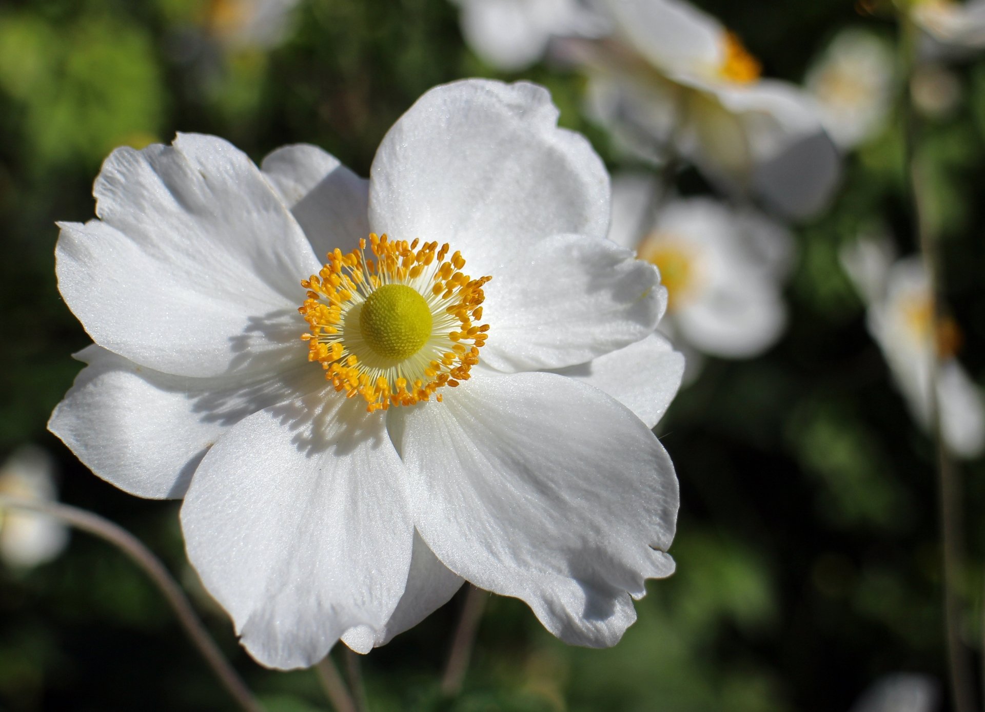 Download White Flower Flower Nature Anemone 4k Ultra HD Wallpaper