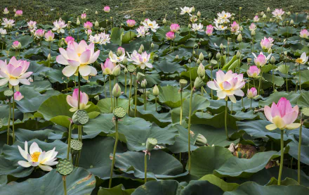 HD desktop wallpaper featuring a lush field of pink and white water lilies and lotus flowers in full bloom among lily pads, capturing the beauty of nature.