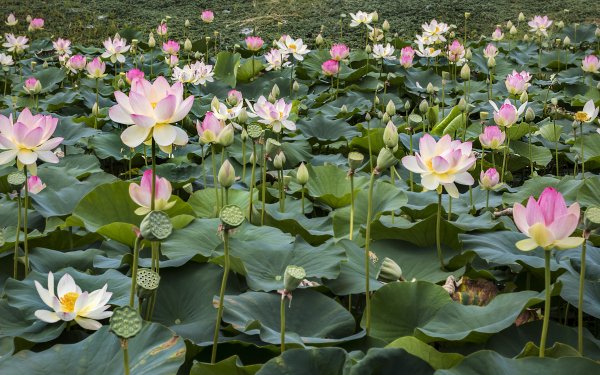 Tierra/Naturaleza Loto Flores Flor Nenúfar Lily Pad Pink Flower Fondo de pantalla HD | Fondo de Escritorio