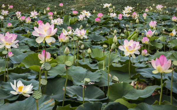 HD desktop wallpaper featuring a lush field of pink and white water lilies and lotus flowers in full bloom among lily pads, capturing the beauty of nature.