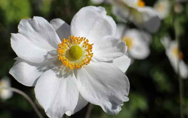  White Anemone