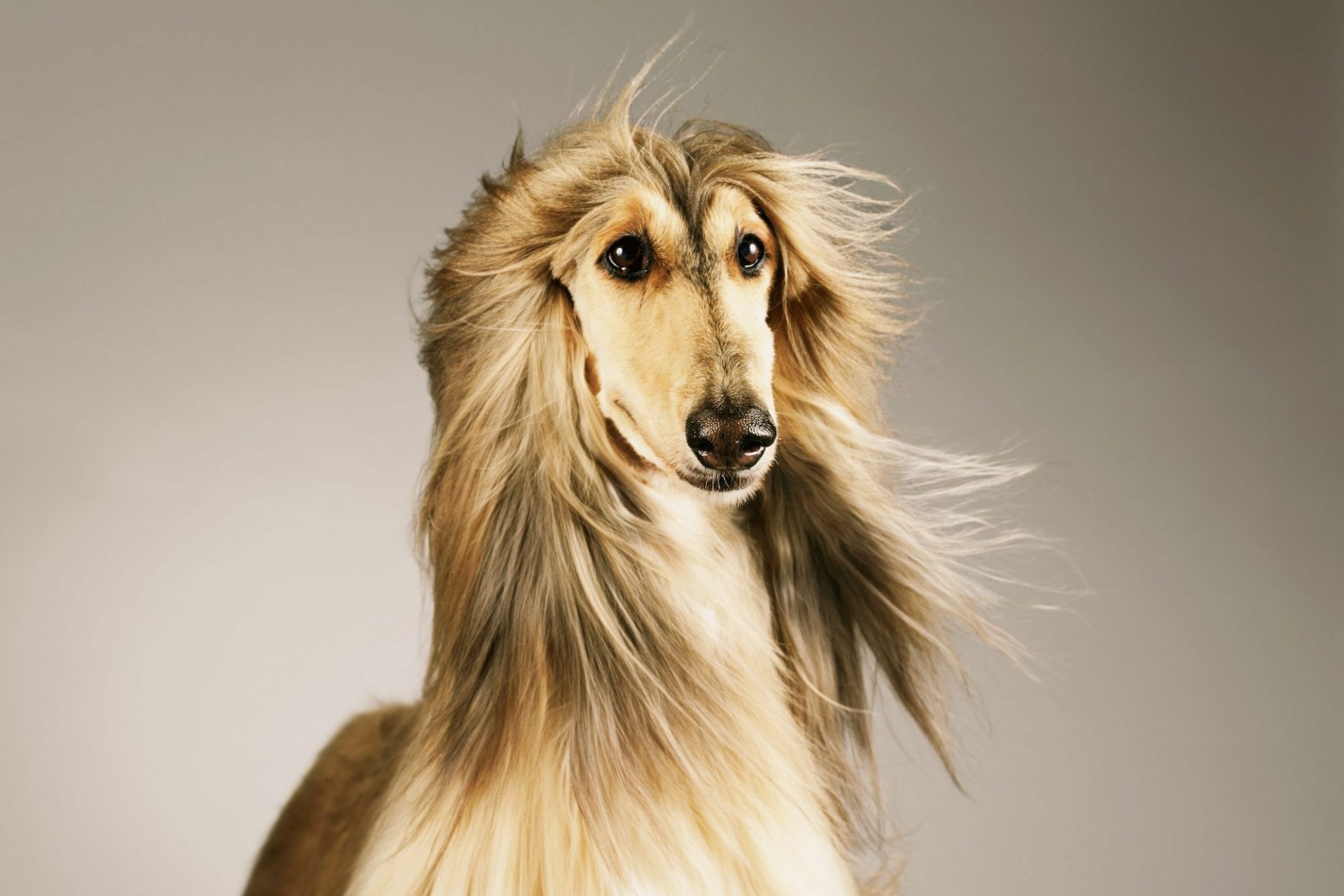 Download Dog Animal Afghan Hound HD Wallpaper
