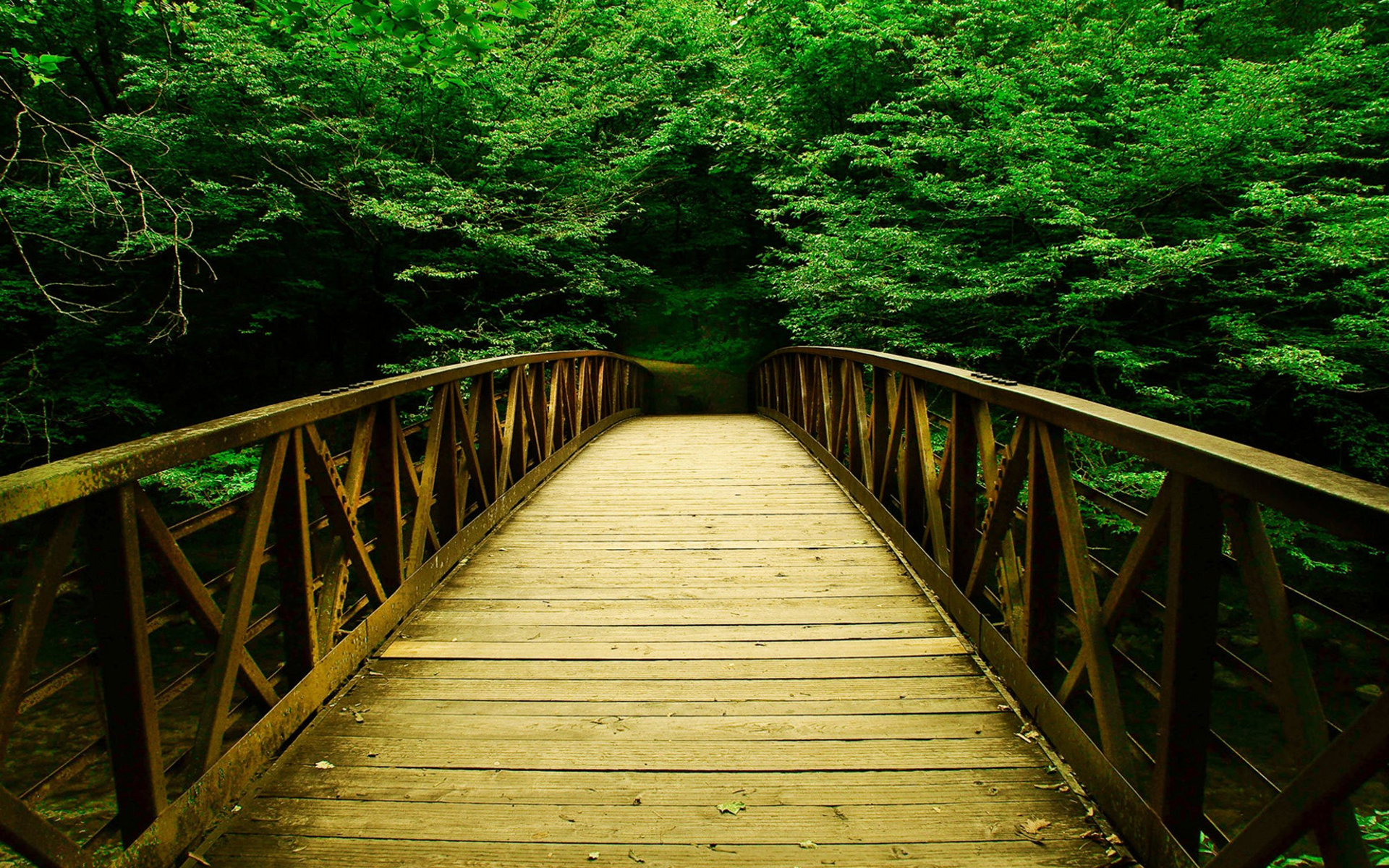Bridge Into The Forest