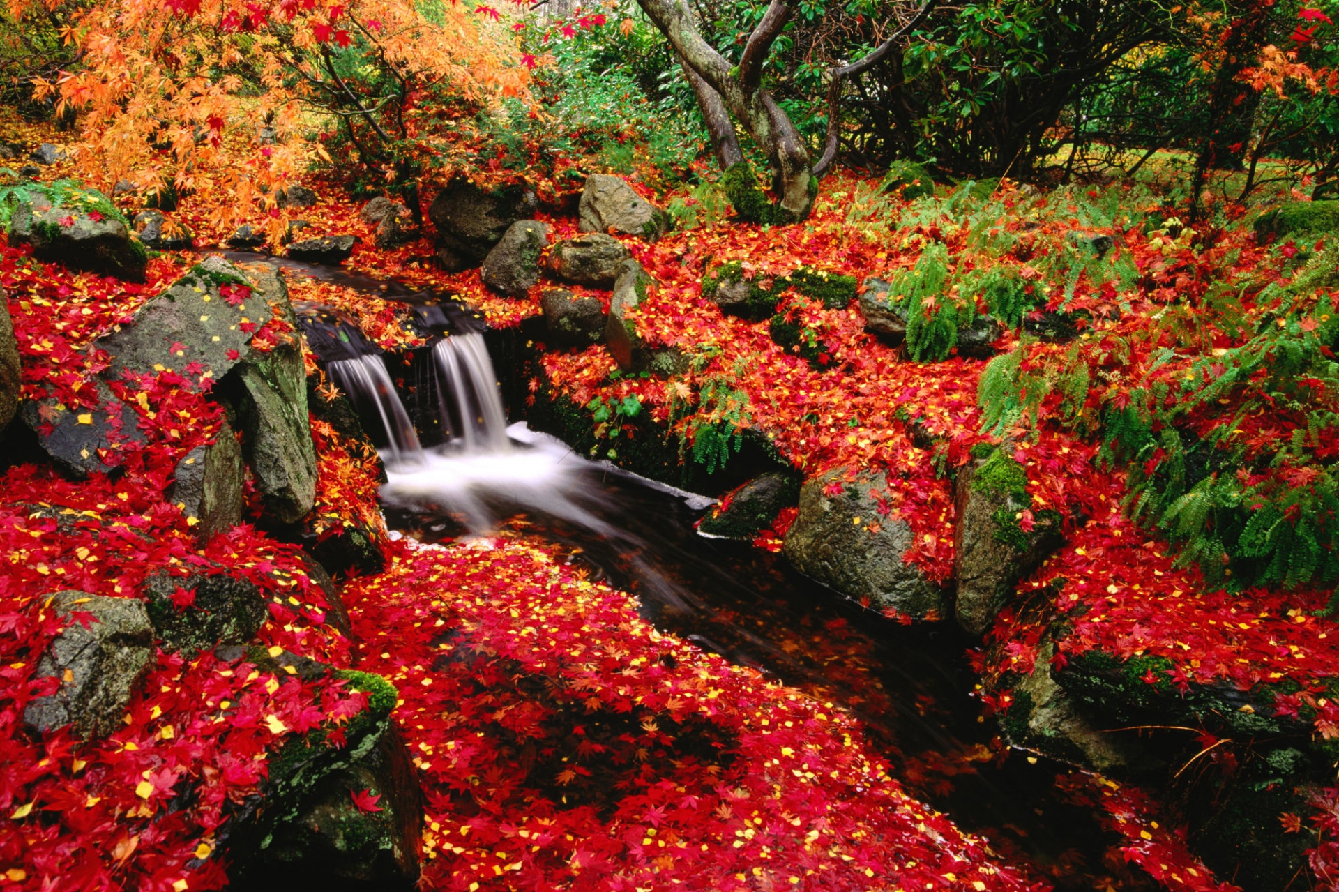 Waterfall cascading through lush moss-covered vegetation with colorful autumn leaves in Canada.