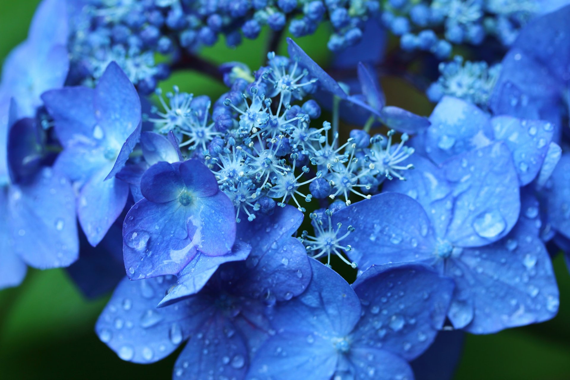 Download Macro Blue Flower Water Drop Flower Nature Hydrangea HD Wallpaper
