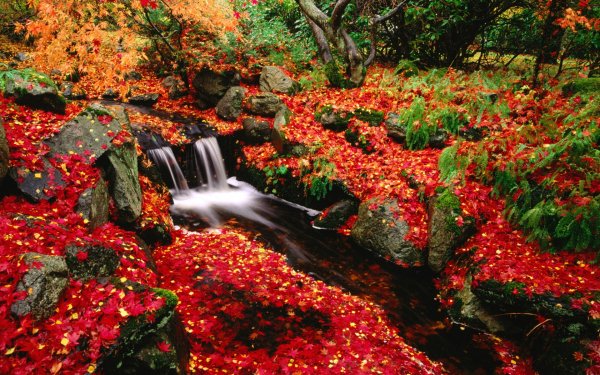 Earth Stream Waterfall Water Leaf Fall Nature Canada Moss Vegetation HD Wallpaper | Background Image