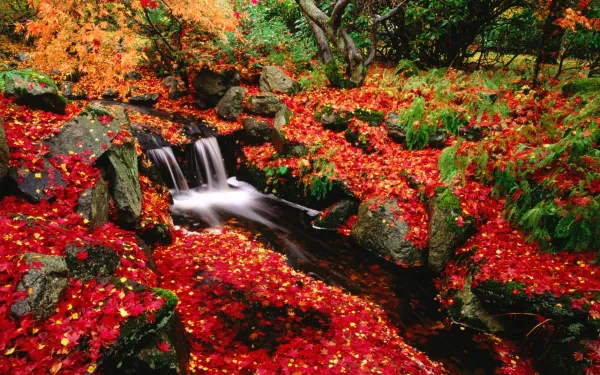 A serene stream flows through vibrant red and orange leaves in a lush, moss-covered landscape, capturing the essence of fall in Canada's natural beauty.