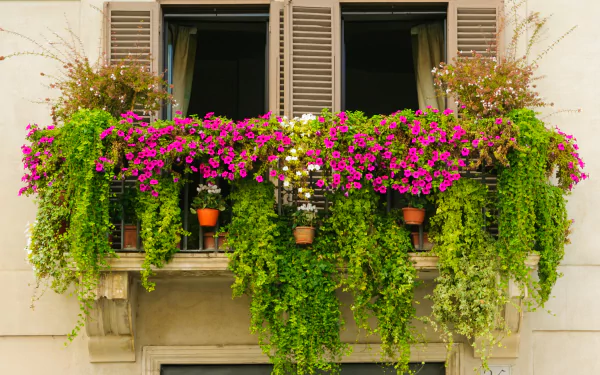 A colorful balcony with vibrant pink flowers and lush green plants adorns a building window, creating a bright spring scene in this HD PC desktop wallpaper.