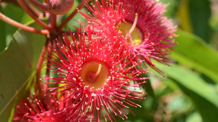  Red Flowering Gum - Corymbia Ficifolia, Native Australian Tree