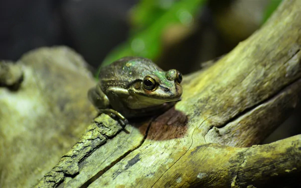 A close-up HD desktop wallpaper of a frog, an amphibian animal, perched on a textured log with a blurred natural green background.