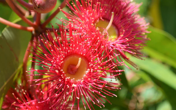  Red Flowering Gum - Corymbia Ficifolia, Native Australian Tree