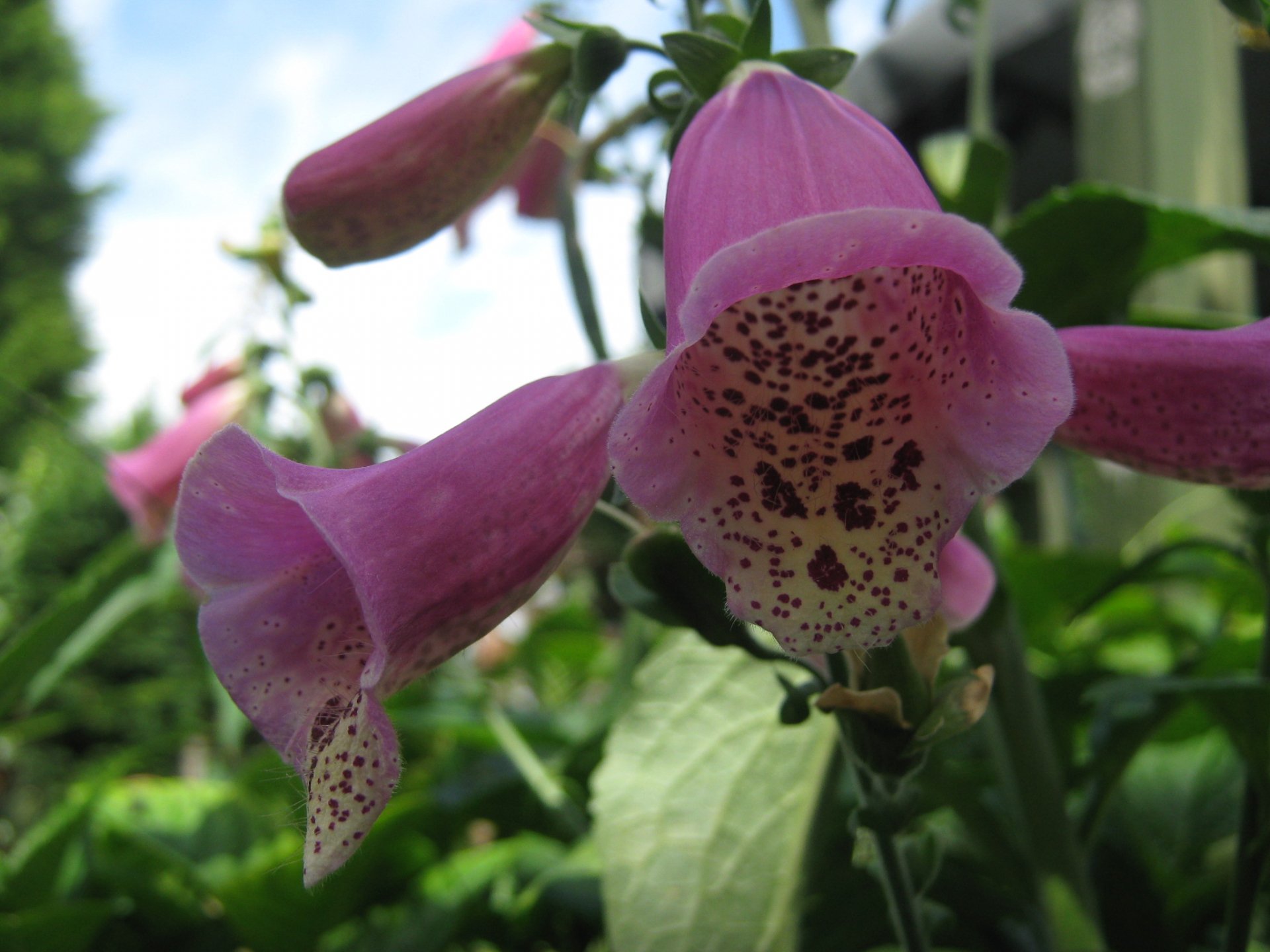 Close-up of pink foxglove flowers with speckled throats against green foliage — plant, nature, flower; HD PC desktop wallpaper background.