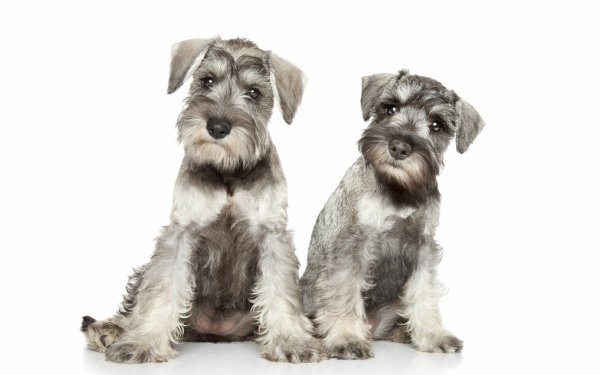 Animal Schnauzer Dogs Dog HD Wallpaper | Background Image