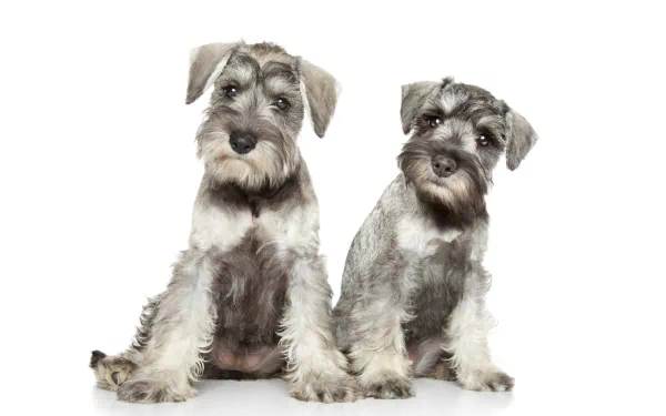  Cute Grey Schnauzers
