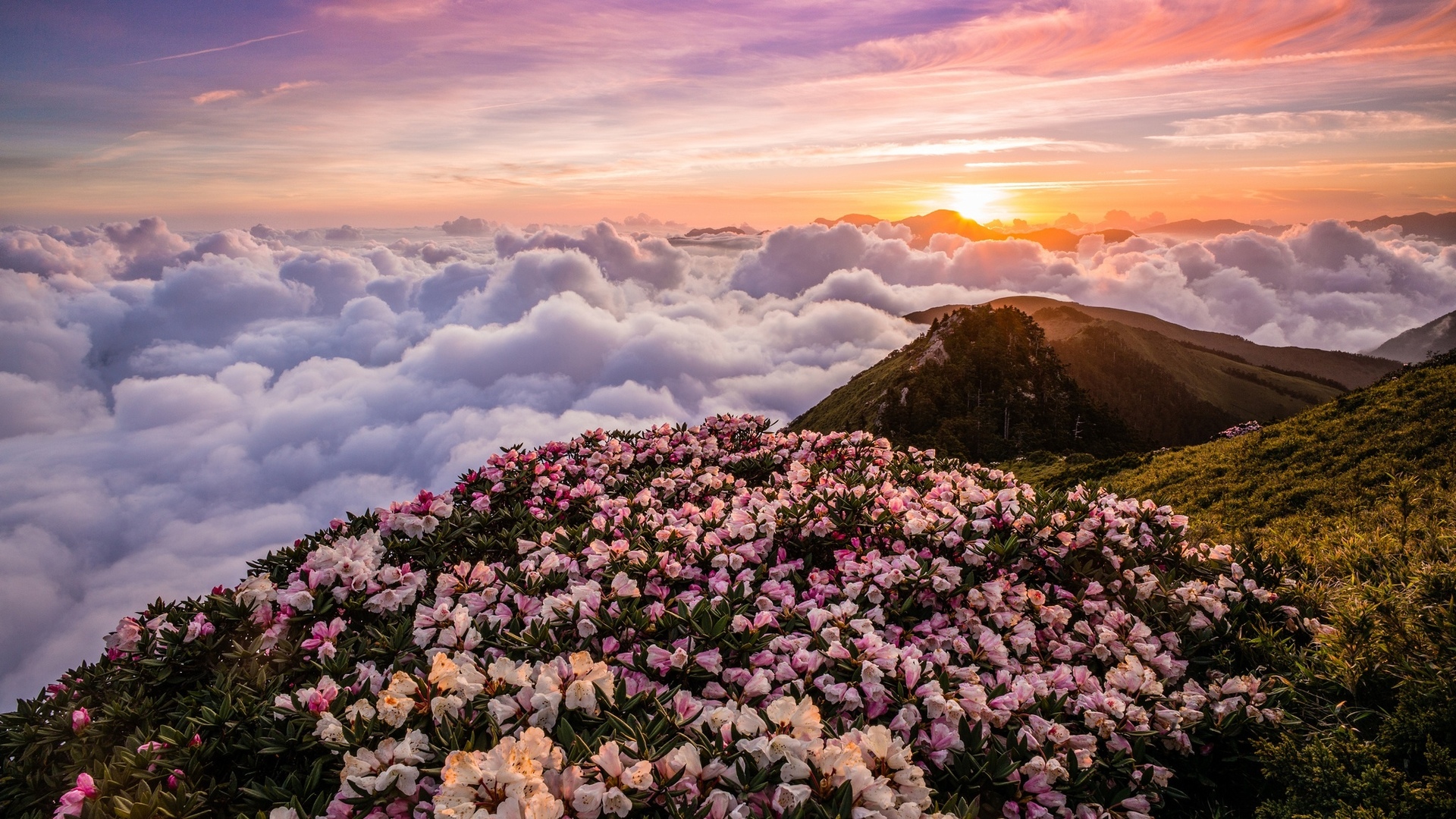 Mountain Flowers In The Clouds Hd Wallpaper Background Image