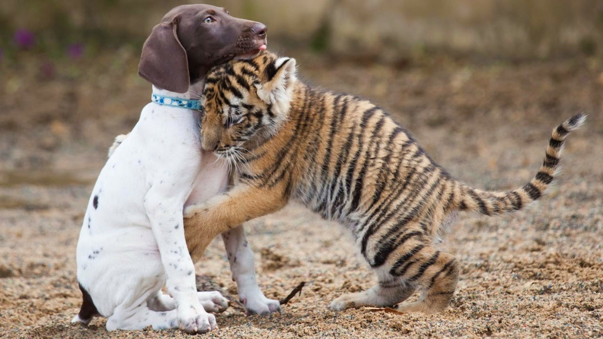 A baby tiger lovingly hugs a seated puppy, captured in a heartwarming moment of affection, featured as a 4K Ultra HD desktop wallpaper.